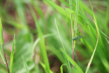Macro sauterelle verte