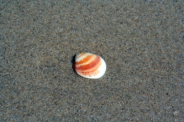 shell