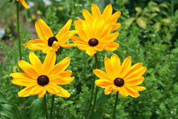 black eyed susan flowers