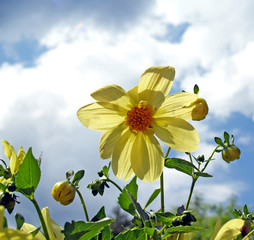 Yellow flower on the blue sky and other little flowers