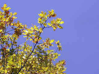 Eichenzweig im Herbst