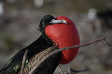 Fototapeta premium Fregattvogel auf den Galapagos