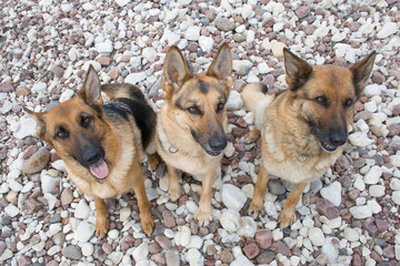 Three German shepherds sitting on a sea pebble