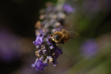 abeille butinant de la lavande