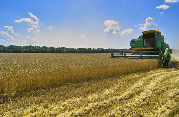 Harvest of wheat