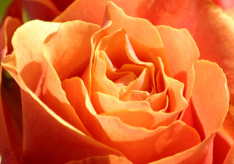 fleurs rose rouge pétale rosée nature amour 