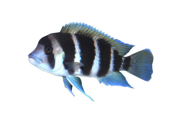 Frontosa fish in aquarium - 3834399