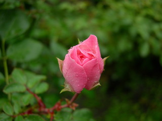 rose3