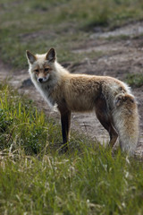 Wild fox being alert of photographer's activity