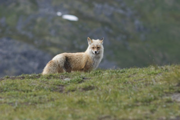 Wild fox on alert, Alaska, 2007