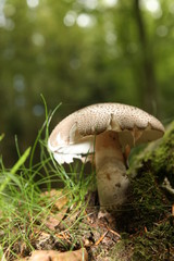 wild forrest mushroom