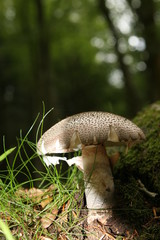 wild woodland mushroom