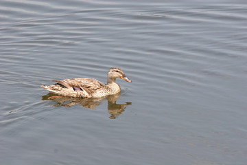 Female Mallard Swimming