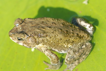 small frog sitting on the leaf