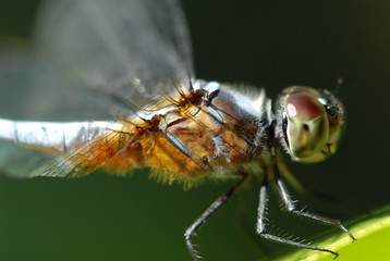 small blue dragonfly in the gardens