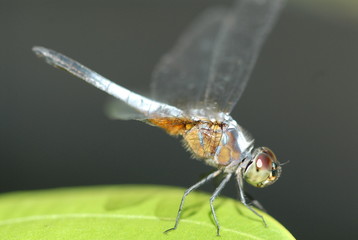 small blue dragonfly in the gardens