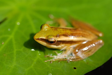 small frog resting in the gardens