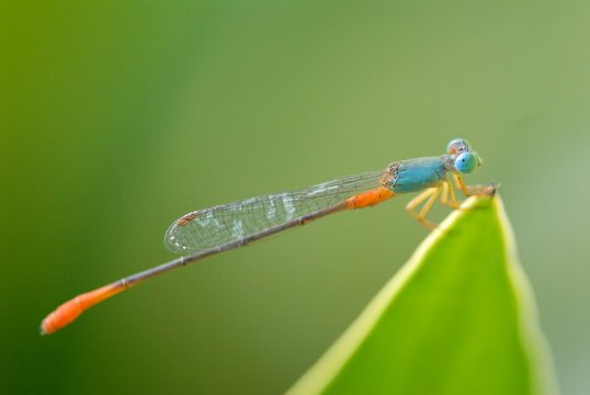 small colorful dragonfly in the gardens