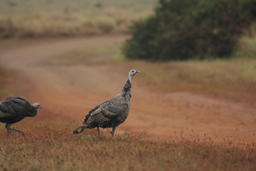 Wild turkeys