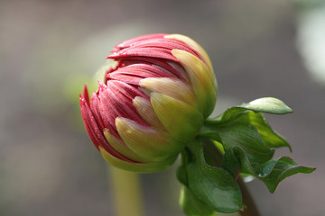 Knospe einer Dahlienblüte