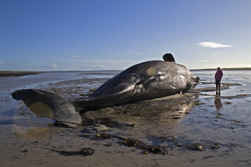 Fototapeta premium Beached Whale