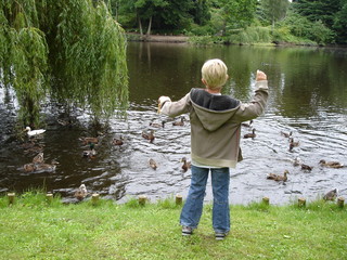 Little boy feeding ducks in the park