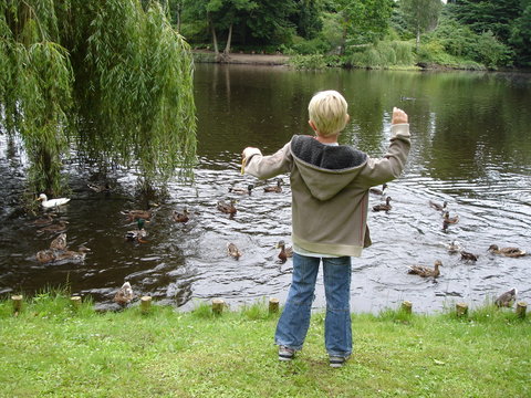 Little Boy Feeding Ducks In The Park