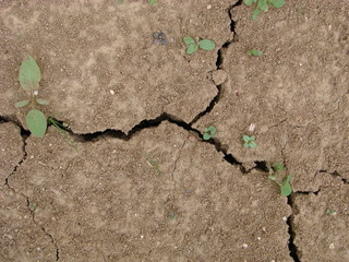 Terre craquelée 