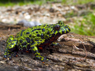 Far-eastern Fire-bellied Toad 2