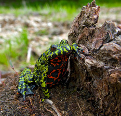 Far-eastern Fire-bellied Toad 3