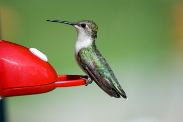 Hummingbird