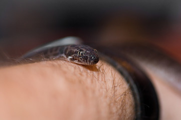 A closeup shot of a Children's Python.