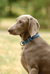A  grey German short haired Pointer dog  