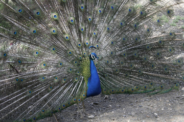 Obraz premium peacok