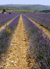 Fototapeta na wymiar lavender fields provence france 