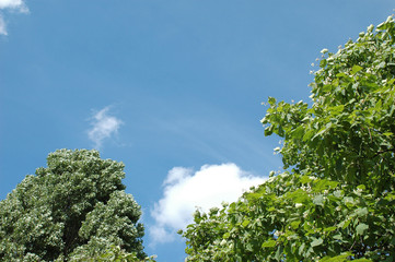 wood (forest) and sky