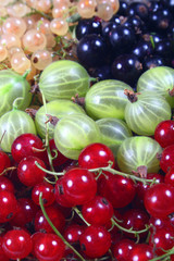 fresh red, white, black currants and gooseberry