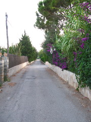 rural street in Mallorca,spain
