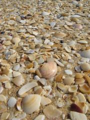 Beach background