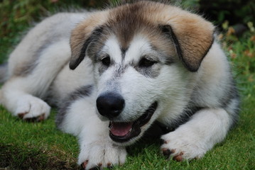 Malamute Husky