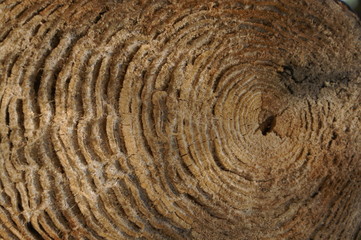 Apprendre la vie grâce à un tronc d'arbre
