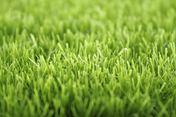 Herbe