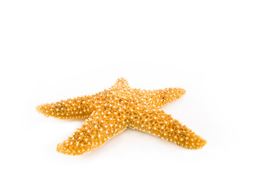 Starfish, isolated on white. Shallow depth of field.