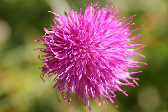 bl&uuml;te der acker-kratzdistel
