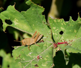 Detail of a cricket sitting on a leaf