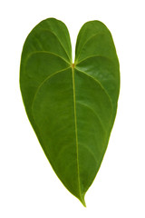 Fototapeta premium Leaf in the form of heart on white background