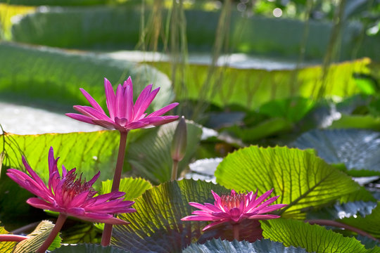 Jardin Tropical