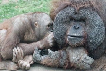 Orang-outang family