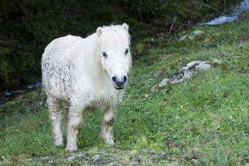 poney blanc