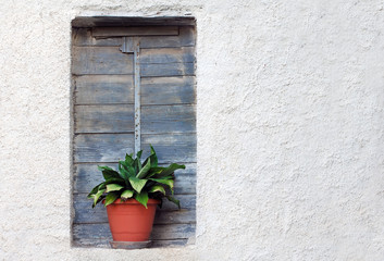Plant pot in old house window